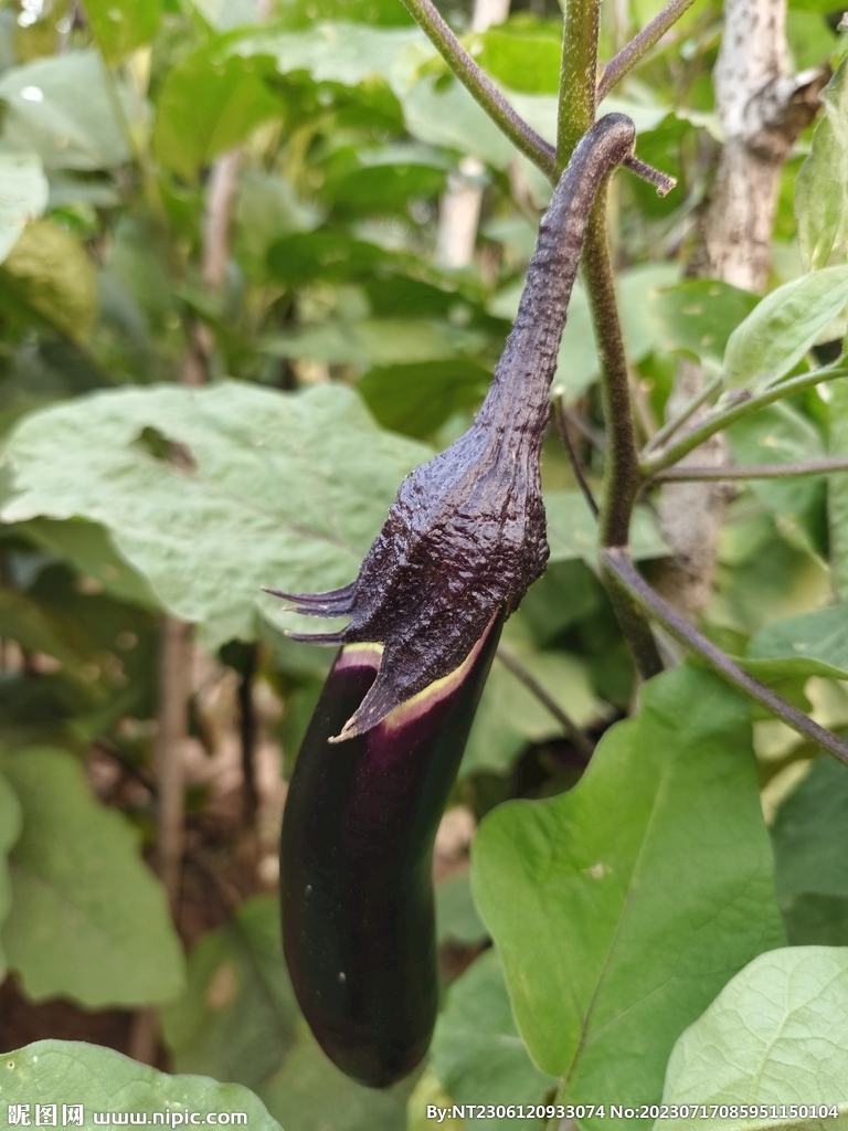 茄子种植