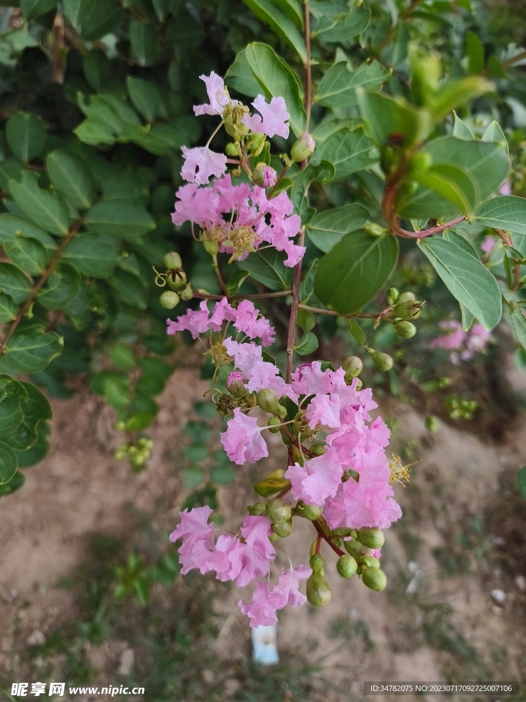 花