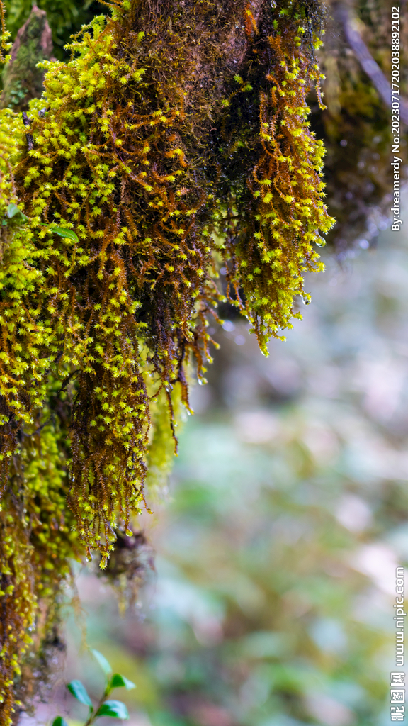 贵州铜仁梵净山树木苔藓