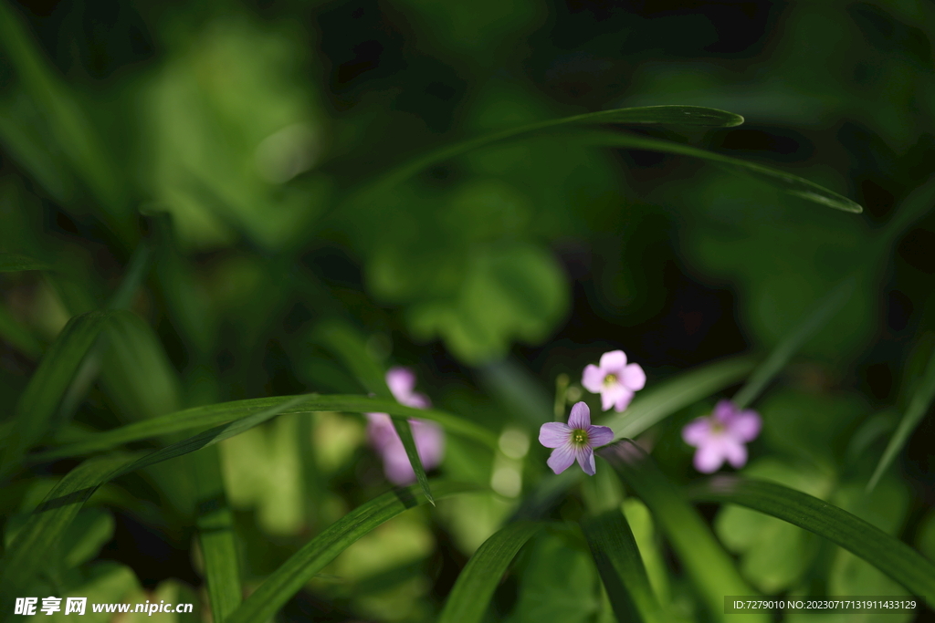 醡浆草小花