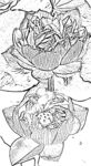 莲花白描