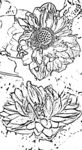 莲花白描