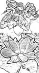 莲花白描