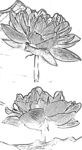 莲花白描