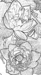 莲花白描