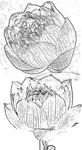 莲花白描