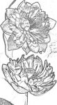 莲花白描