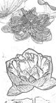 莲花白描