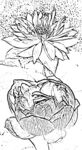 白描莲花