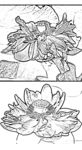 莲花白描