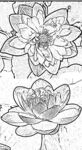 莲花白描