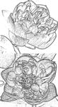 白描莲花
