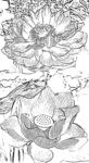 莲花素描