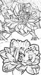 白描莲花