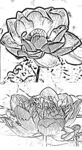 白描莲花