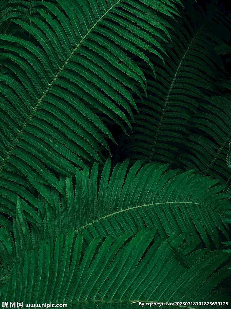蕨类植物