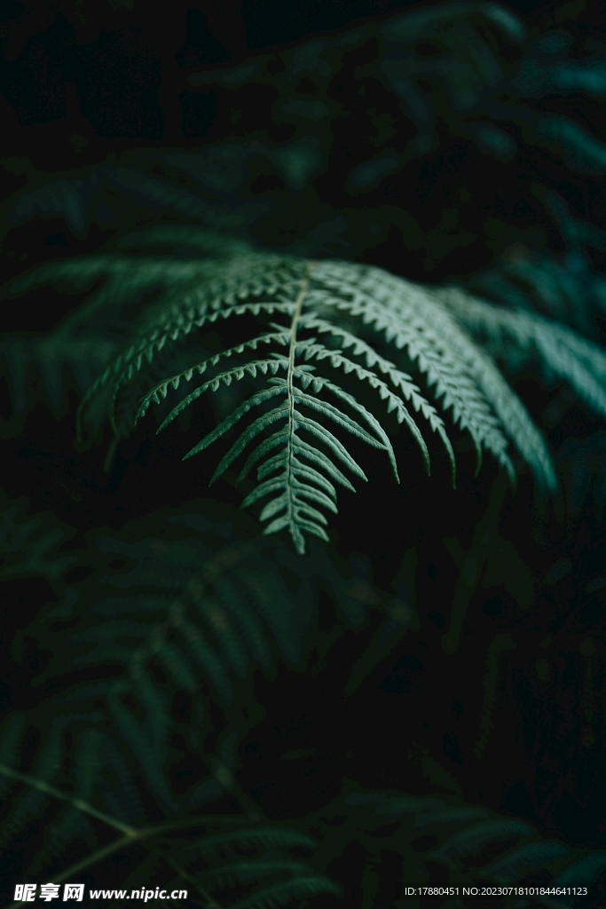 蕨类植物
