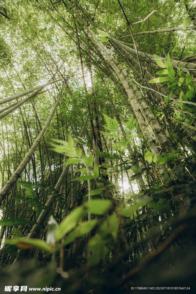 树木