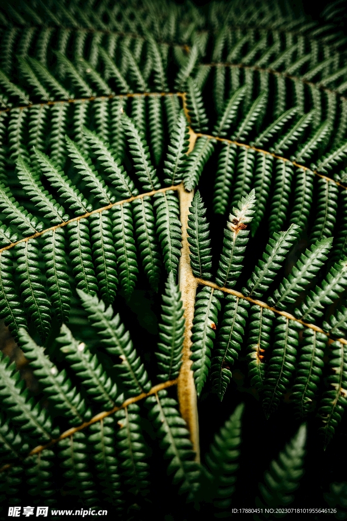 蕨类植物
