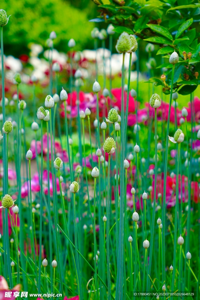 花葱