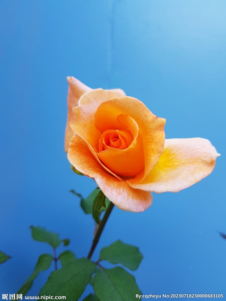 月季花