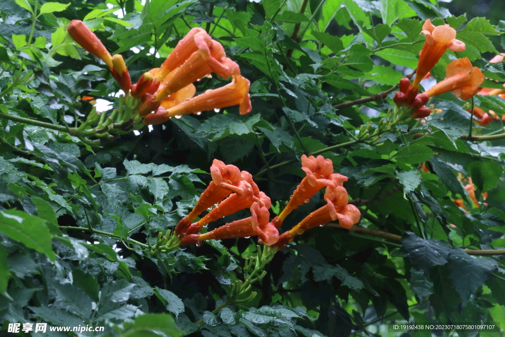 凌霄花 