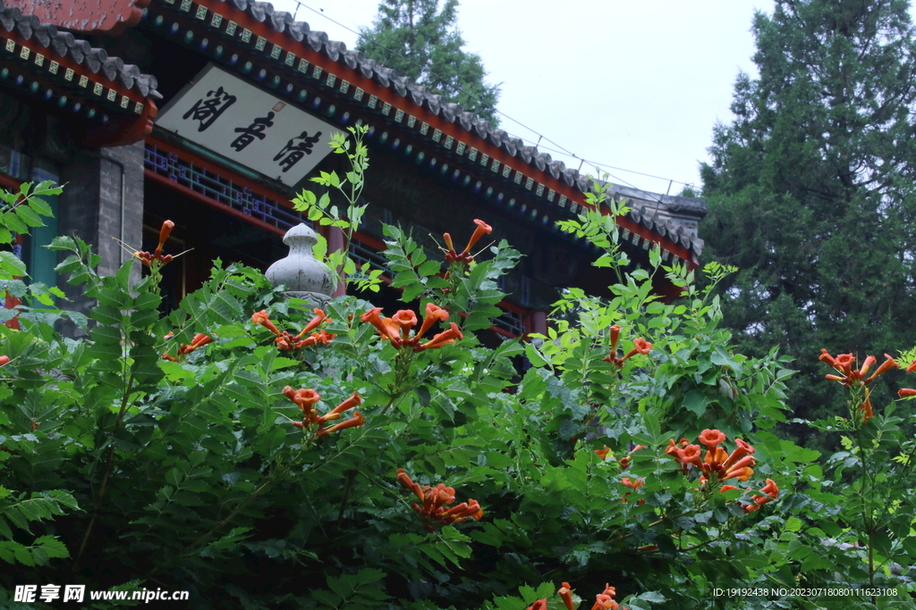 凌霄花 