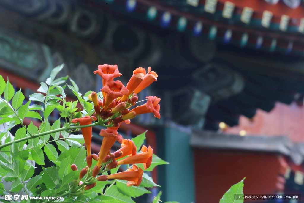 凌霄花 