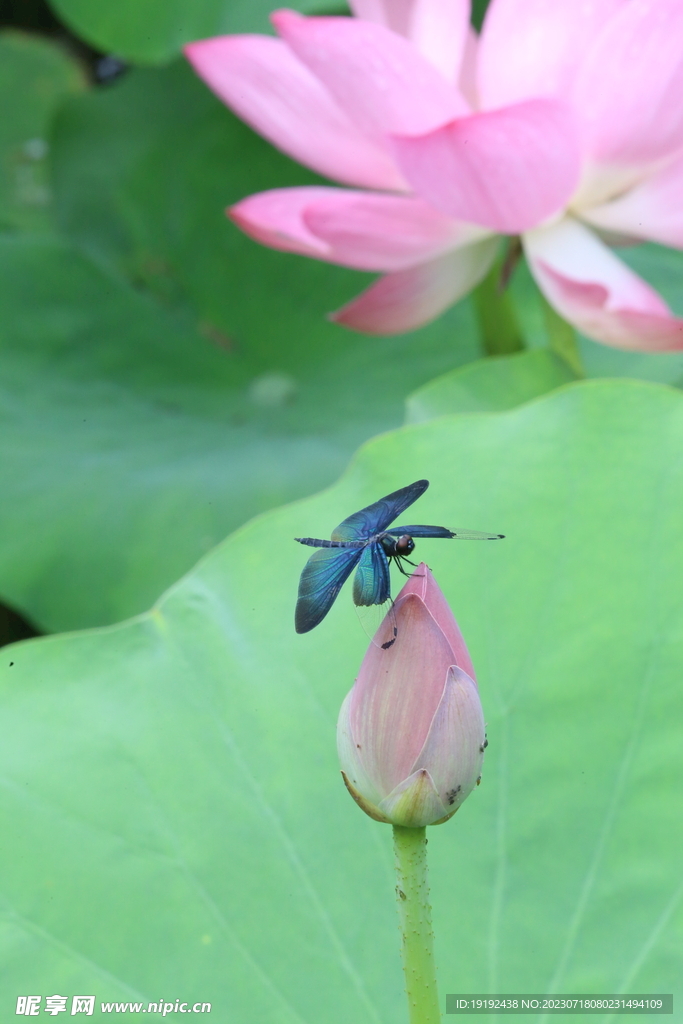 蝶形蜻蜓