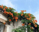 凌霄花