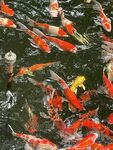 锦鲤