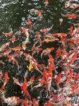 锦鲤