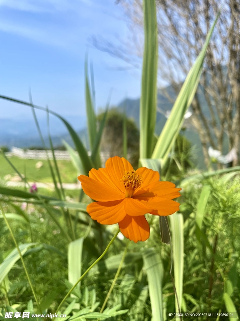 格桑花