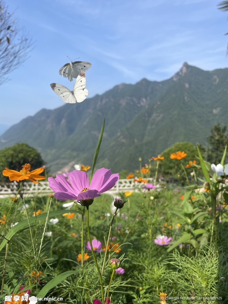 格桑花
