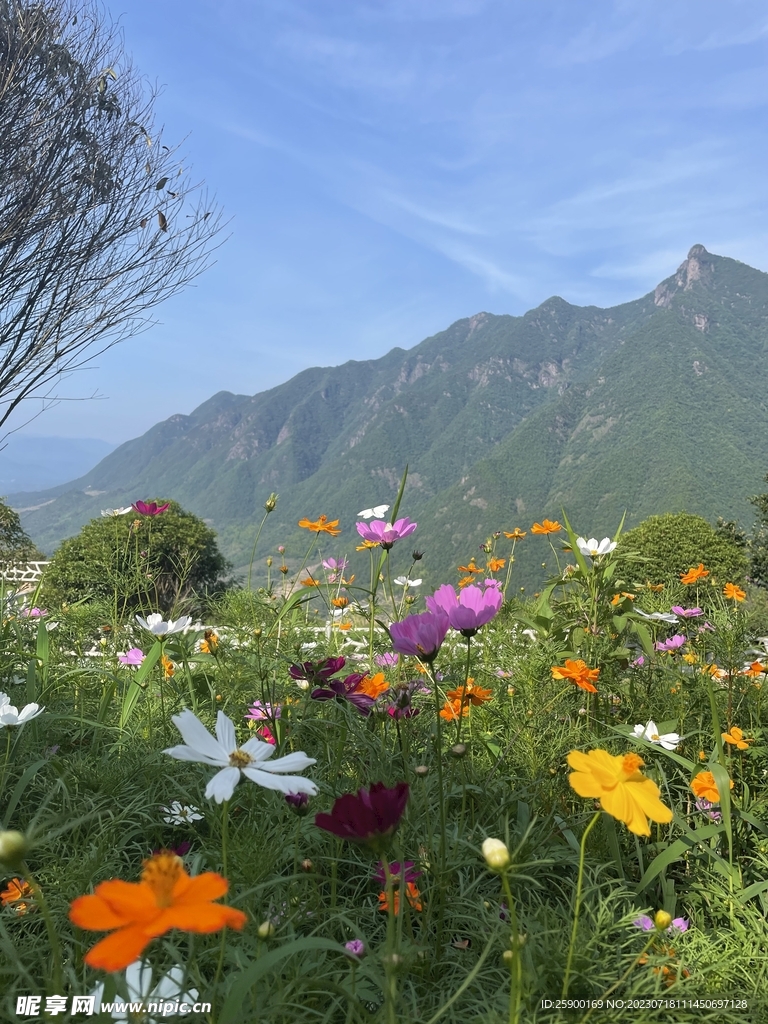 格桑花