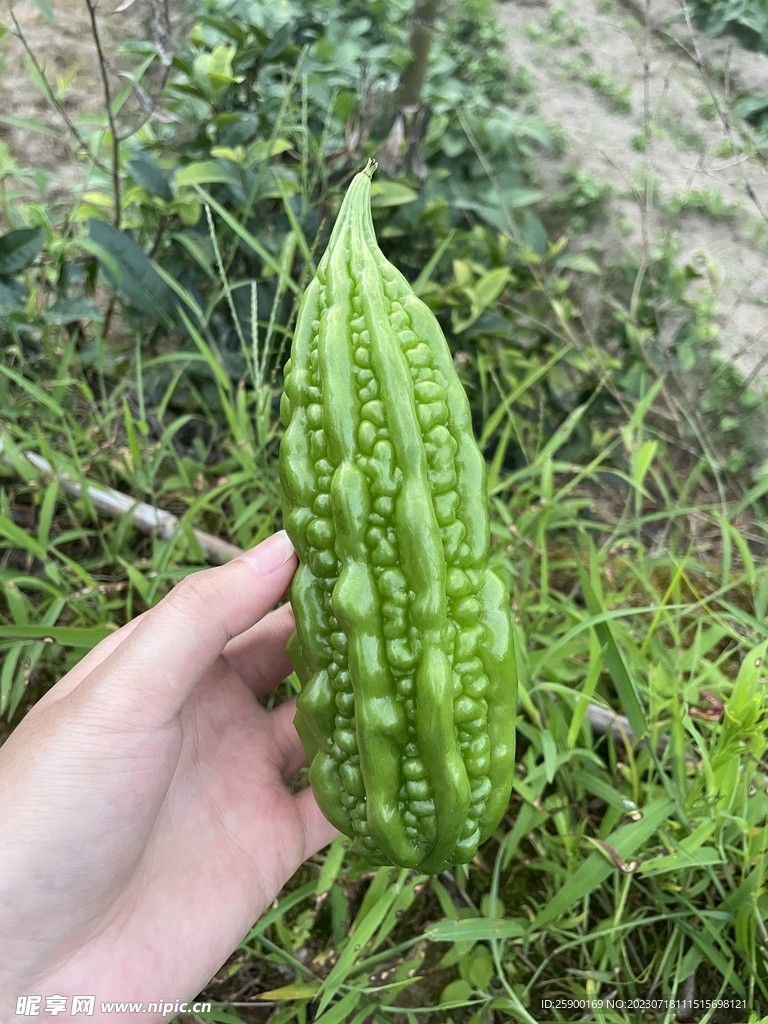 苦瓜