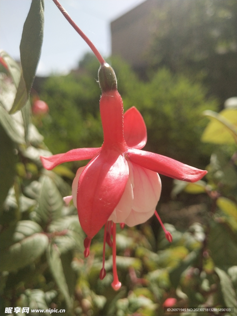 院子里的花