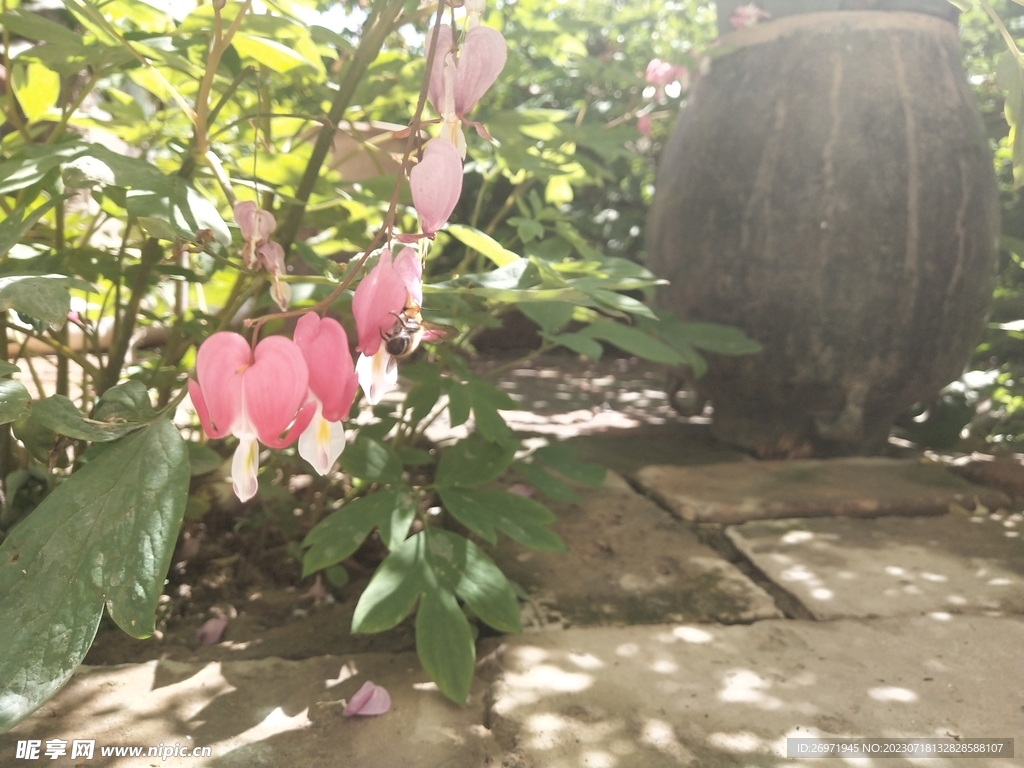 蜜蜂采蜜院子里的花