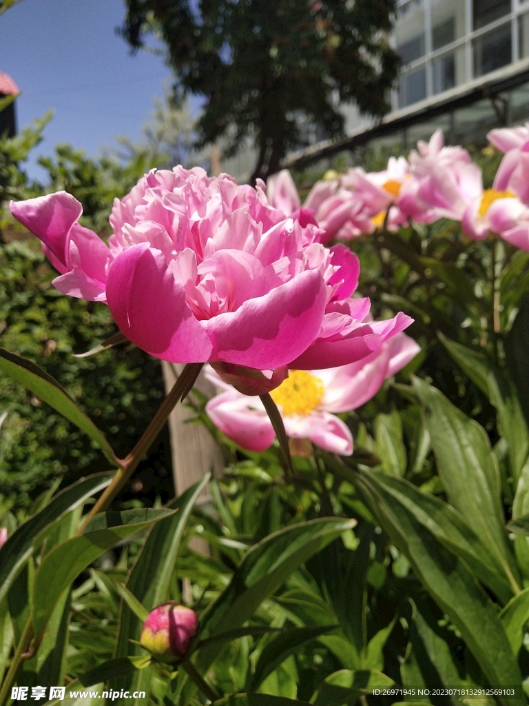 院子里盛开的芍药花