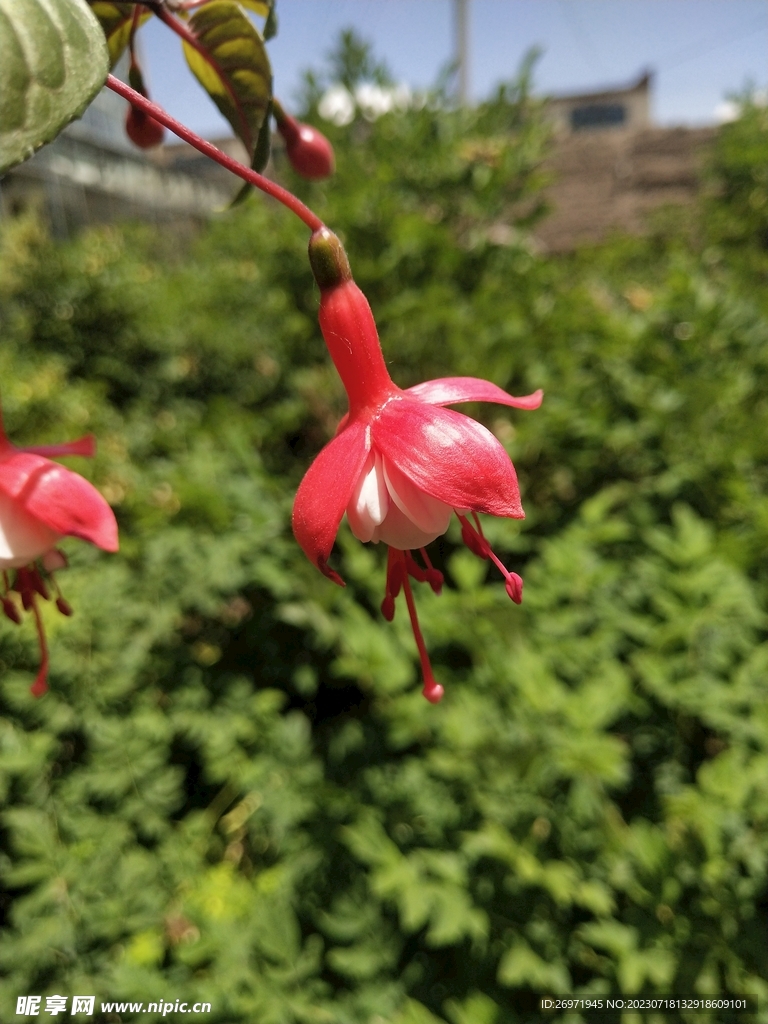 院子里的鲜花特拍