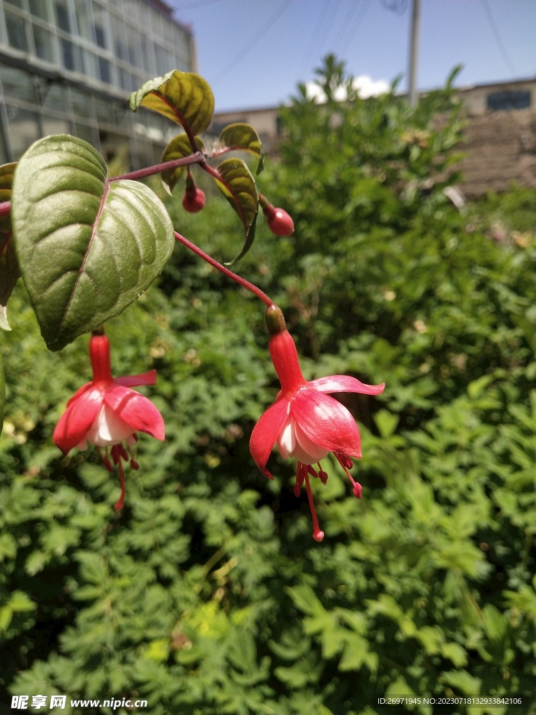 庭院里的花朵