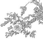 牡丹花白描