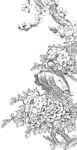 牡丹花白描
