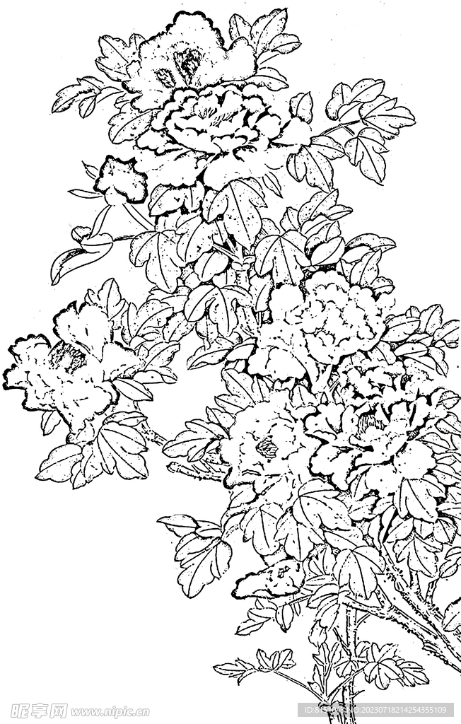 牡丹花白描