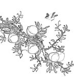 花鸟白描