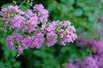 紫薇花