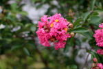 紫薇花