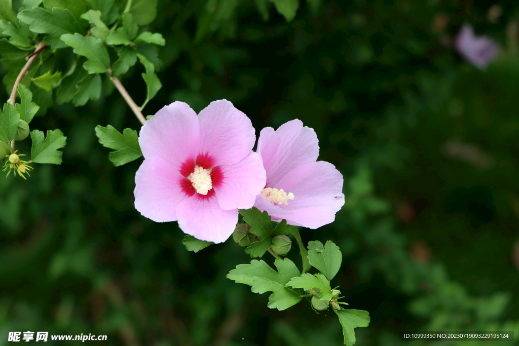 木槿花