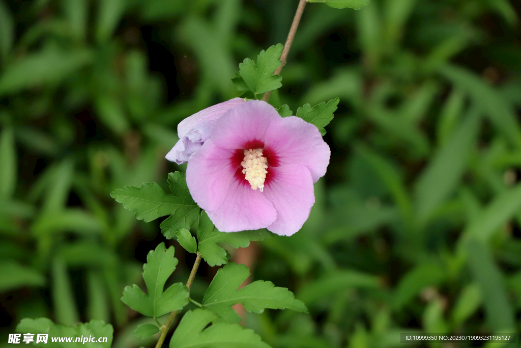 木槿花
