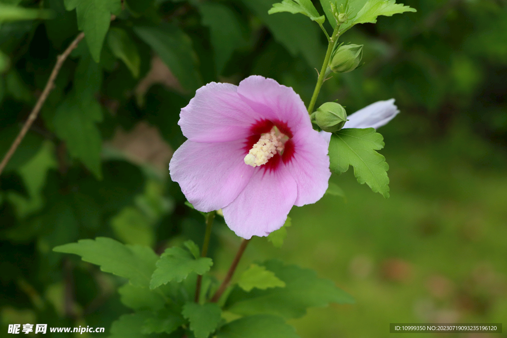木槿花